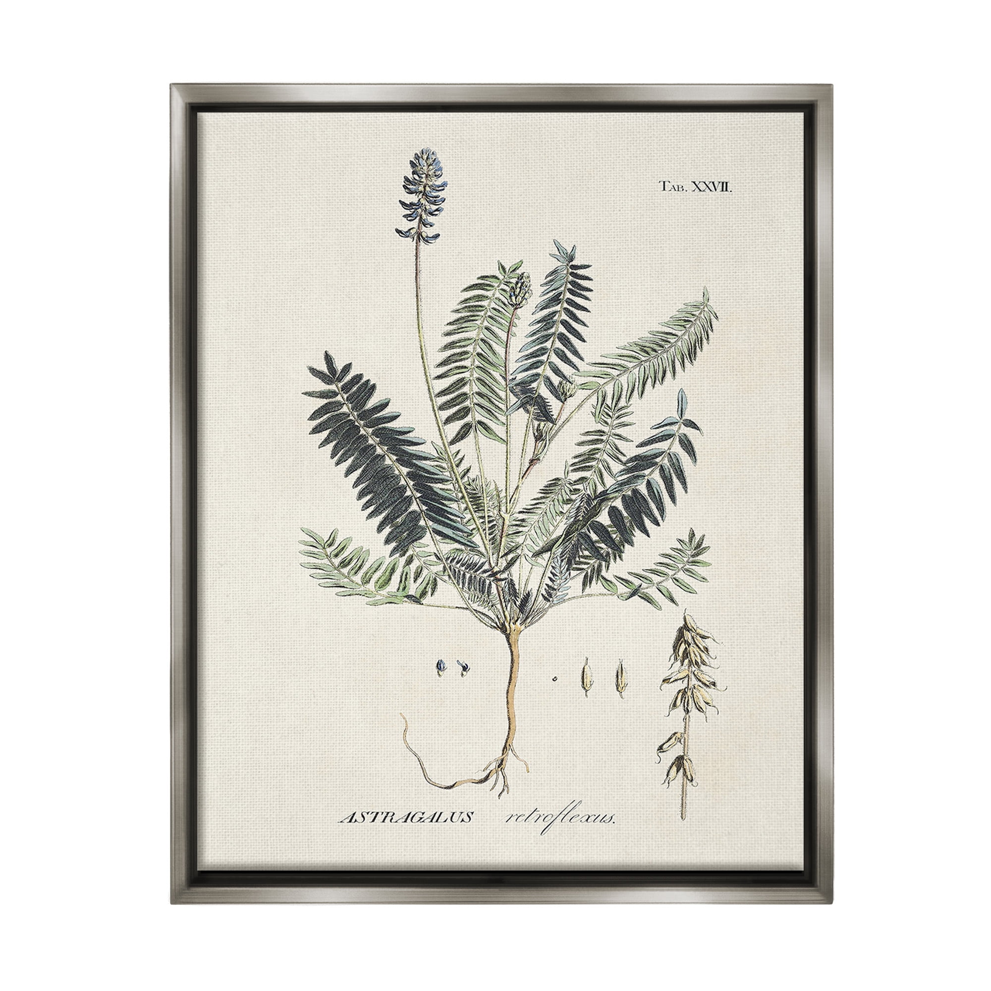 Stupell Industries Vintage Nature Diagram Botanical & Floral Painting Gray Floater Framed Canvas Art Print Wall Art, 17 x 21