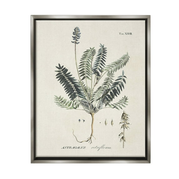 Stupell Industries Vintage Nature Diagram Botanical & Floral Painting Gray Floater Framed Canvas Art Print Wall Art, 25 x 31