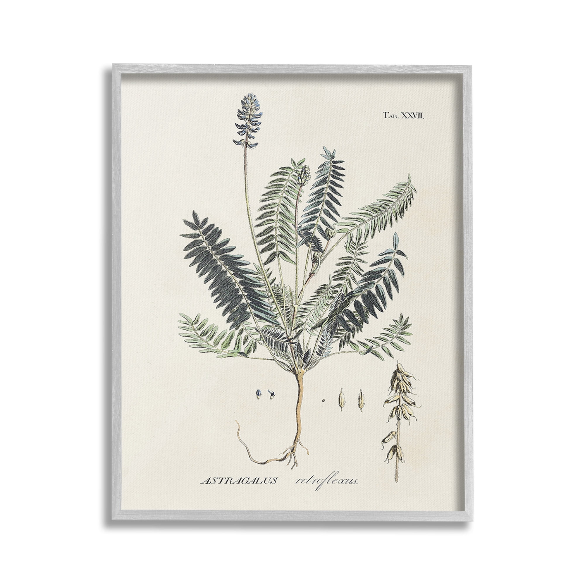 Stupell Industries Vintage Nature Diagram Botanical & Floral Painting Gray Framed Art Print Wall Art, 16 x 20