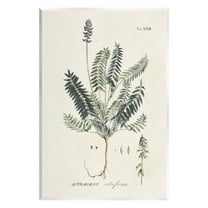 Stupell Industries Vintage Nature Diagram Botanical & Floral Painting Unframed Art Print Wall Art, 10 x 15