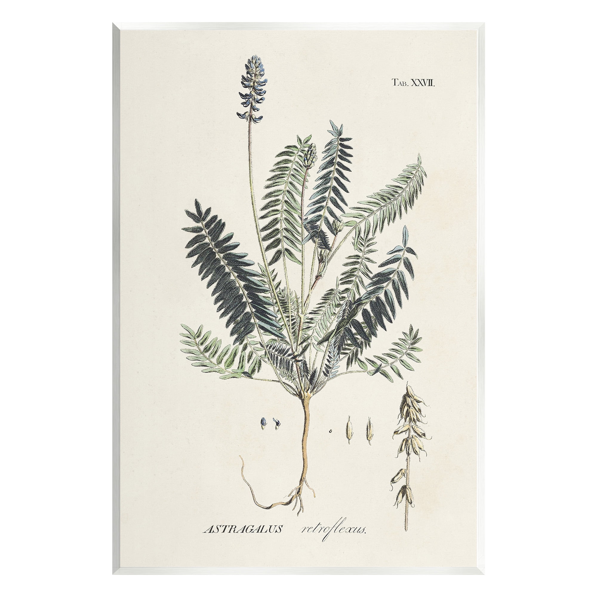 Stupell Industries Vintage Nature Diagram Botanical & Floral Painting Unframed Art Print Wall Art, 13 x 19