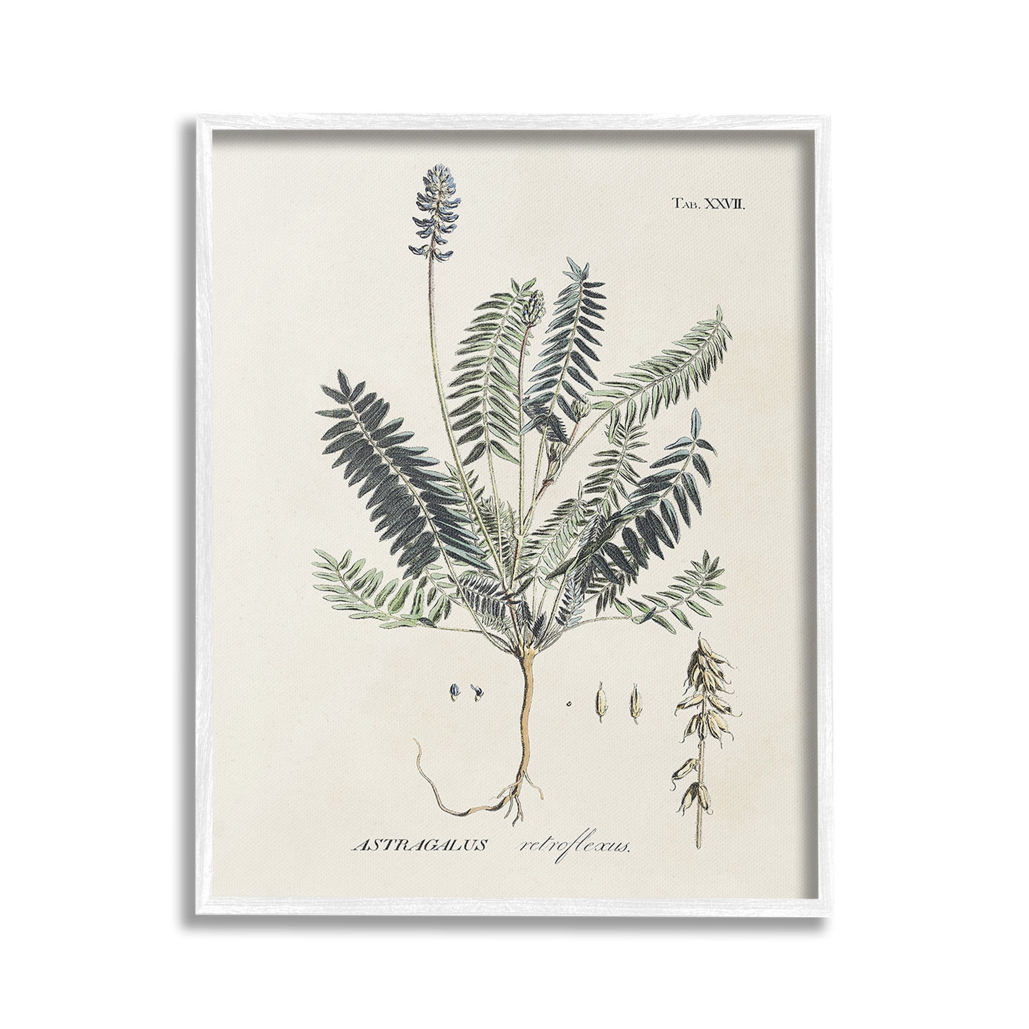 Stupell Industries Vintage Nature Diagram Botanical & Floral Painting White Framed Art Print Wall Art, 24 x 30