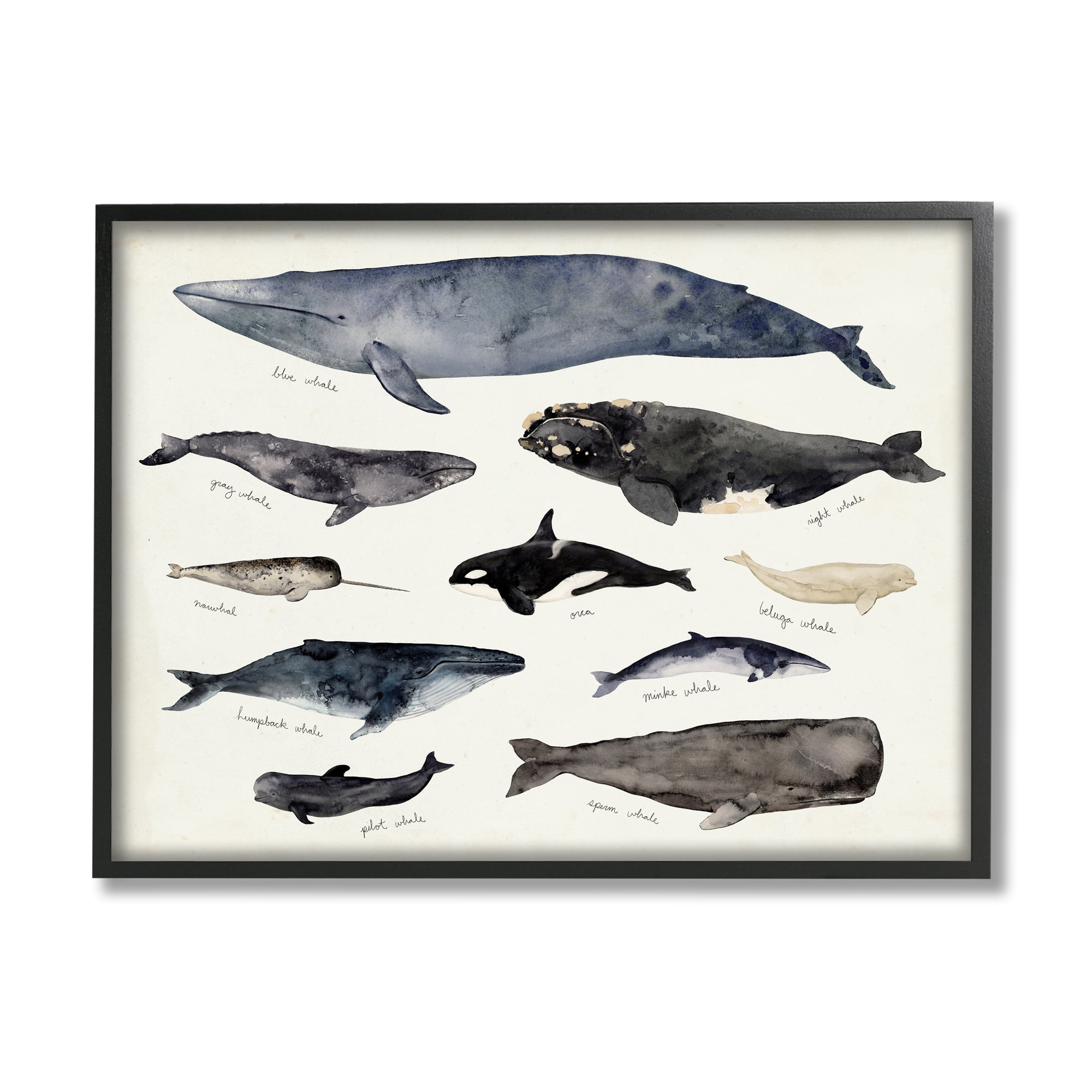 Vintage Nautical Whale Chart Canvas Print in Black Frame