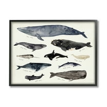Stupell Industries Vintage Nautical Chart of Whales Ocean Life Animals & Insects Painting Black Framed Art Print Wall Art, 11 x 14