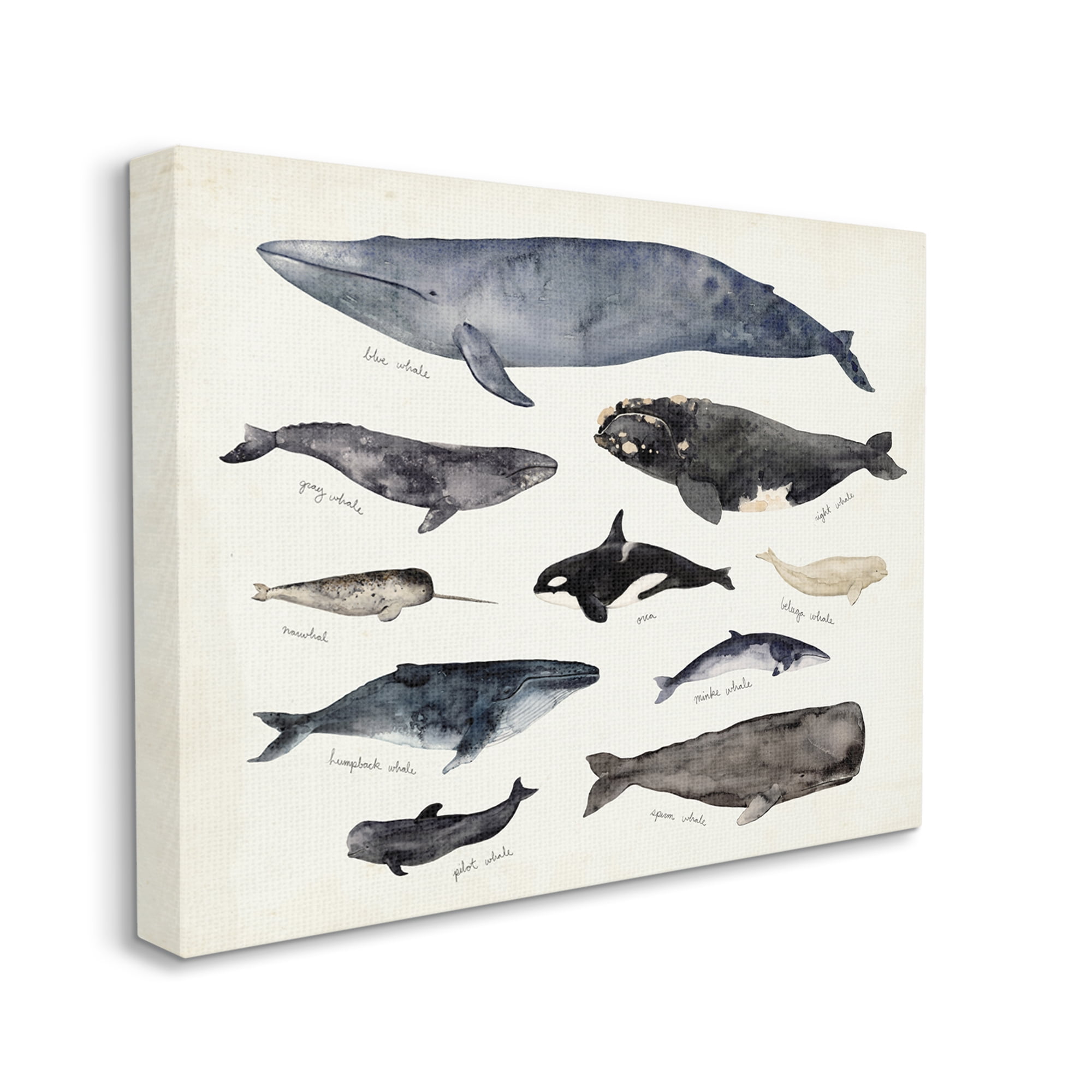 Stupell Industries Vintage Nautical Chart of Whales Ocean Life Animals & Insects Painting Gallery Wrapped Canvas Art Print Wall Art, 16 x 20