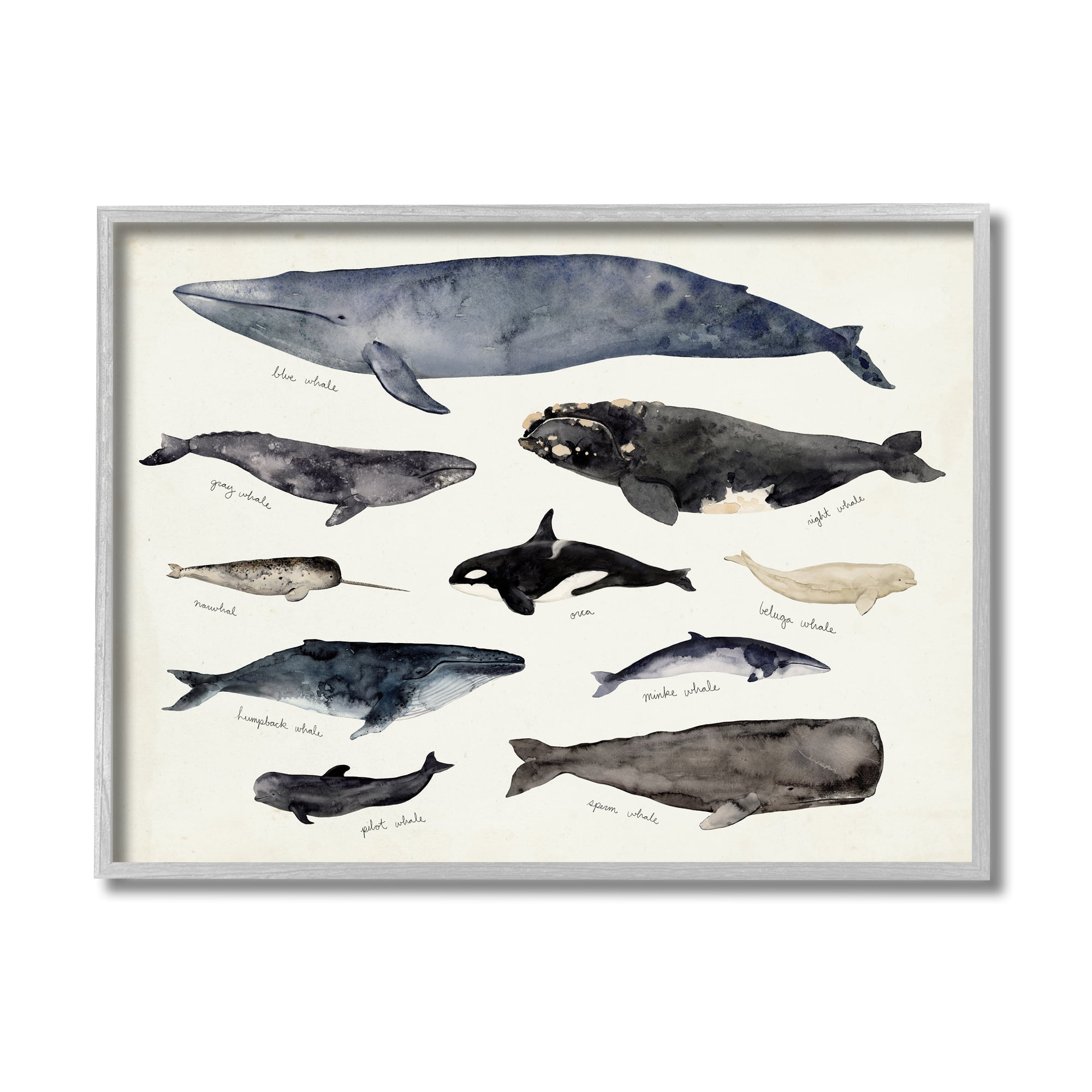 Stupell Industries Vintage Nautical Chart of Whales Ocean Life Animals & Insects Painting Gray Framed Art Print Wall Art, 11 x 14