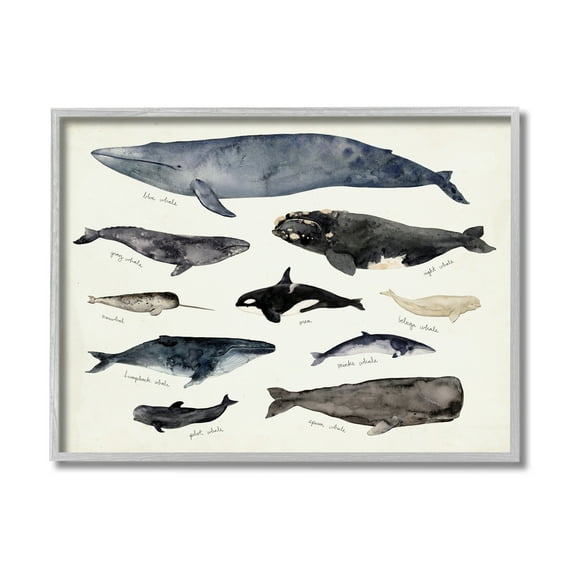 Stupell Industries Vintage Nautical Chart of Whales Ocean Life Animals & Insects Painting Gray Framed Art Print Wall Art, 16 x 20