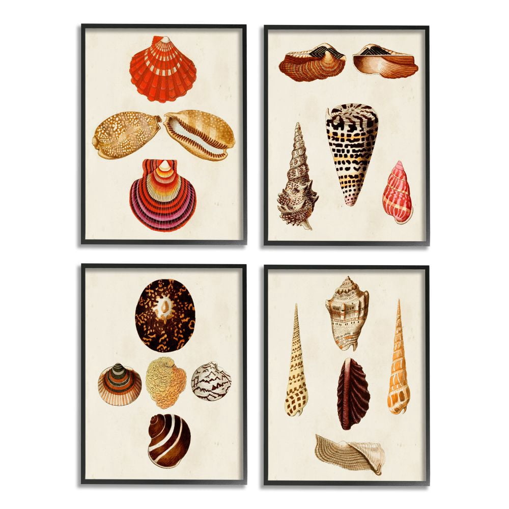 Stupell Industries Vintage Nautical Seashells Warm Red Brown Print Framed Wall Art Design by G.W. Knorr, 4 Piece, 11" x 14", Black Framed