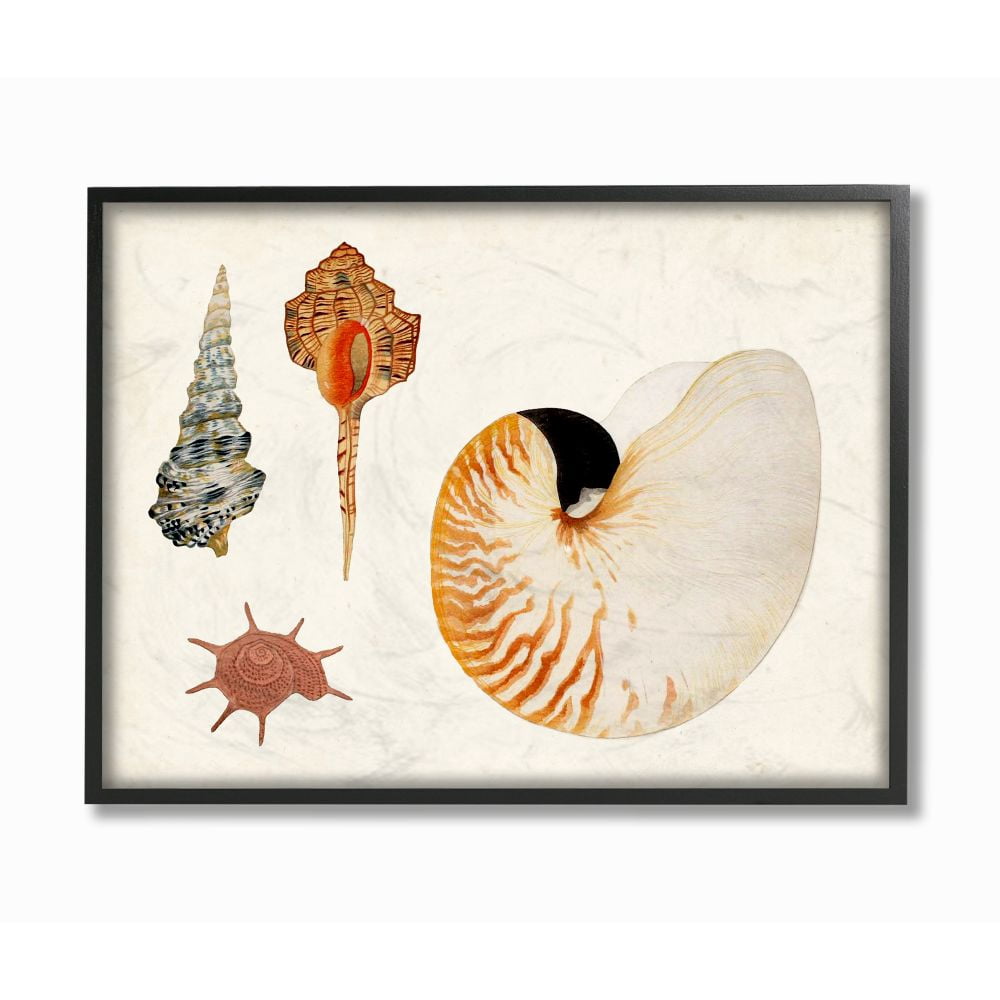 Stupell Industries Vintage Nautilus and Aquatic Spiral Shell Study Designed by Vision Studio