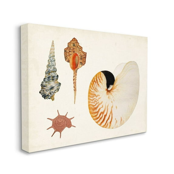 Stupell Industries Vintage Nautilus and Aquatic Spiral Shell Study Designed by Vision Studio