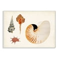 thumbnail image 1 of Stupell Industries Vintage Nautilus and Aquatic Spiral Shell Study Designed by Vision Studio, 1 of 6