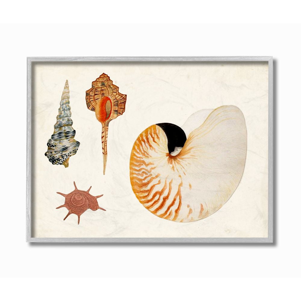 Stupell Industries Vintage Nautilus and Aquatic Spiral Shell Study Designed by Vision Studio
