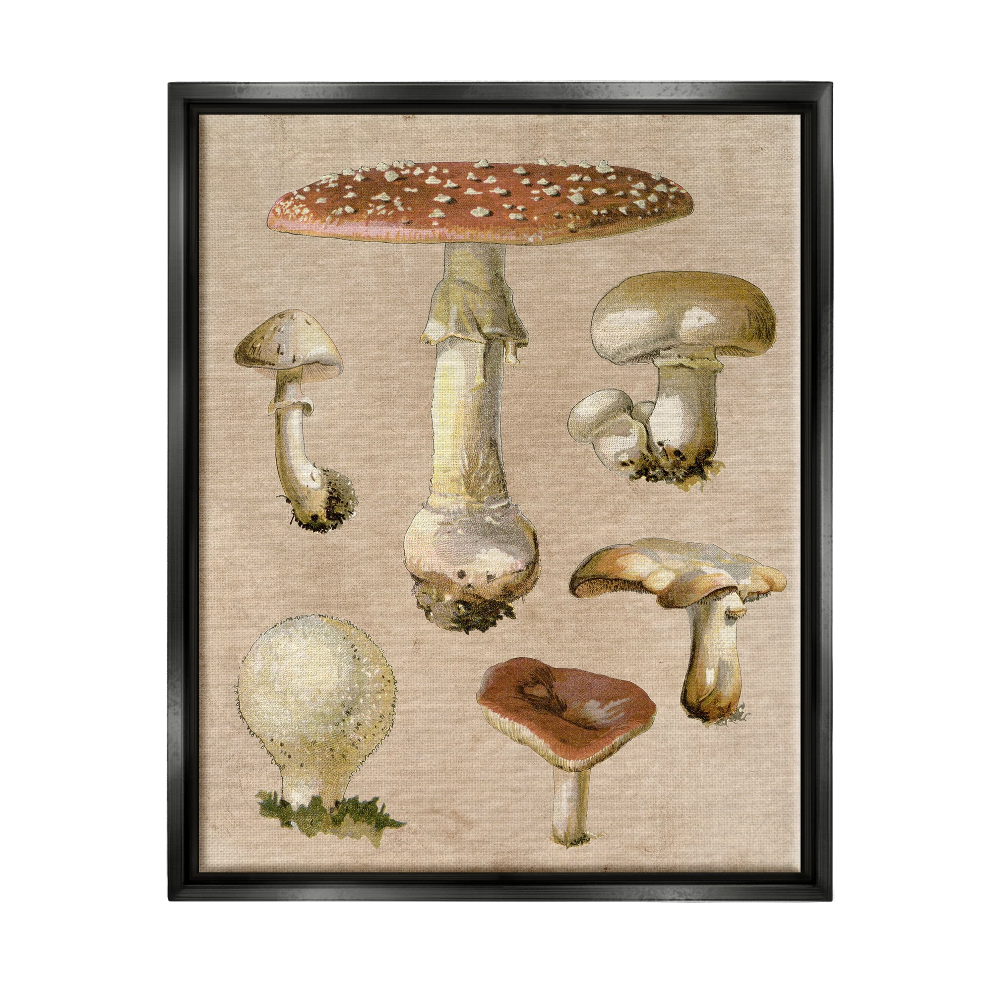 Stupell Industries Vintage Neutral Mushrooms Botanical & Floral Painting Black Floater Framed Canvas Art Print Wall Art, 17 x 21