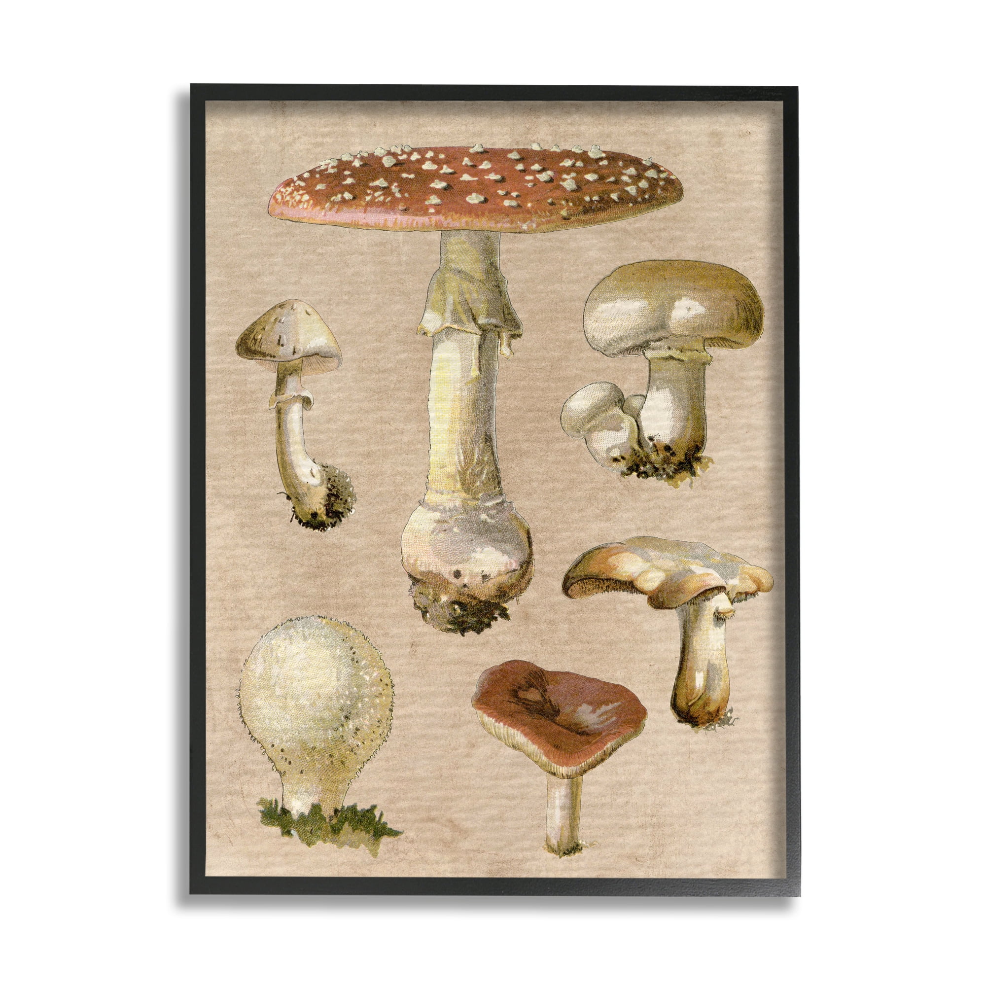 Stupell Industries Vintage Neutral Mushrooms Botanical & Floral Painting Black Framed Art Print Wall Art, 16 x 20