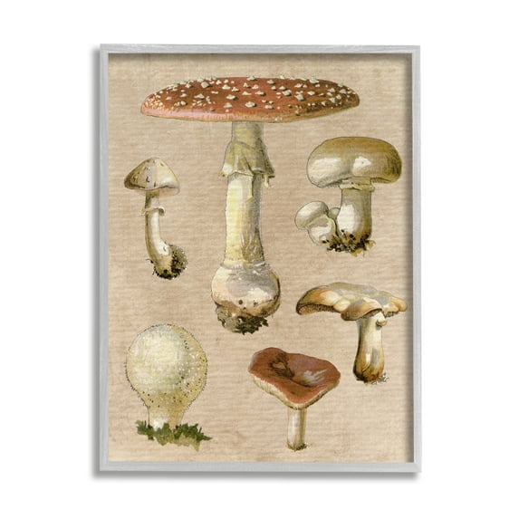 Stupell Industries Vintage Neutral Mushrooms Botanical & Floral Painting Gray Framed Art Print Wall Art, 16 x 20