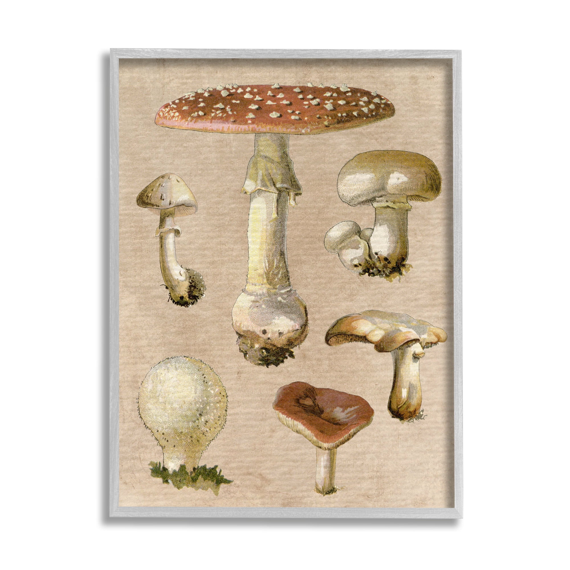 Stupell Industries Vintage Neutral Mushrooms Botanical & Floral Painting Gray Framed Art Print Wall Art, 24 x 30
