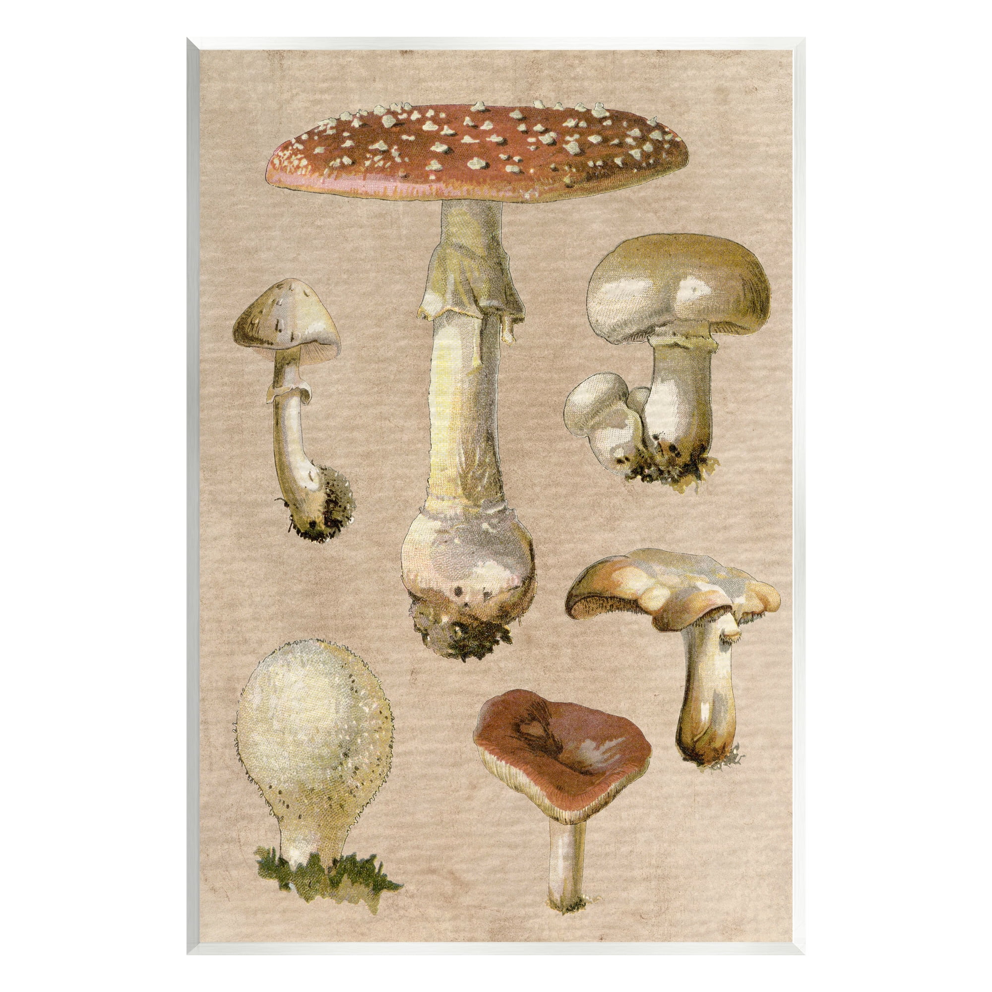 Stupell Industries Vintage Neutral Mushrooms Botanical & Floral Painting Unframed Art Print Wall Art, 13 x 19
