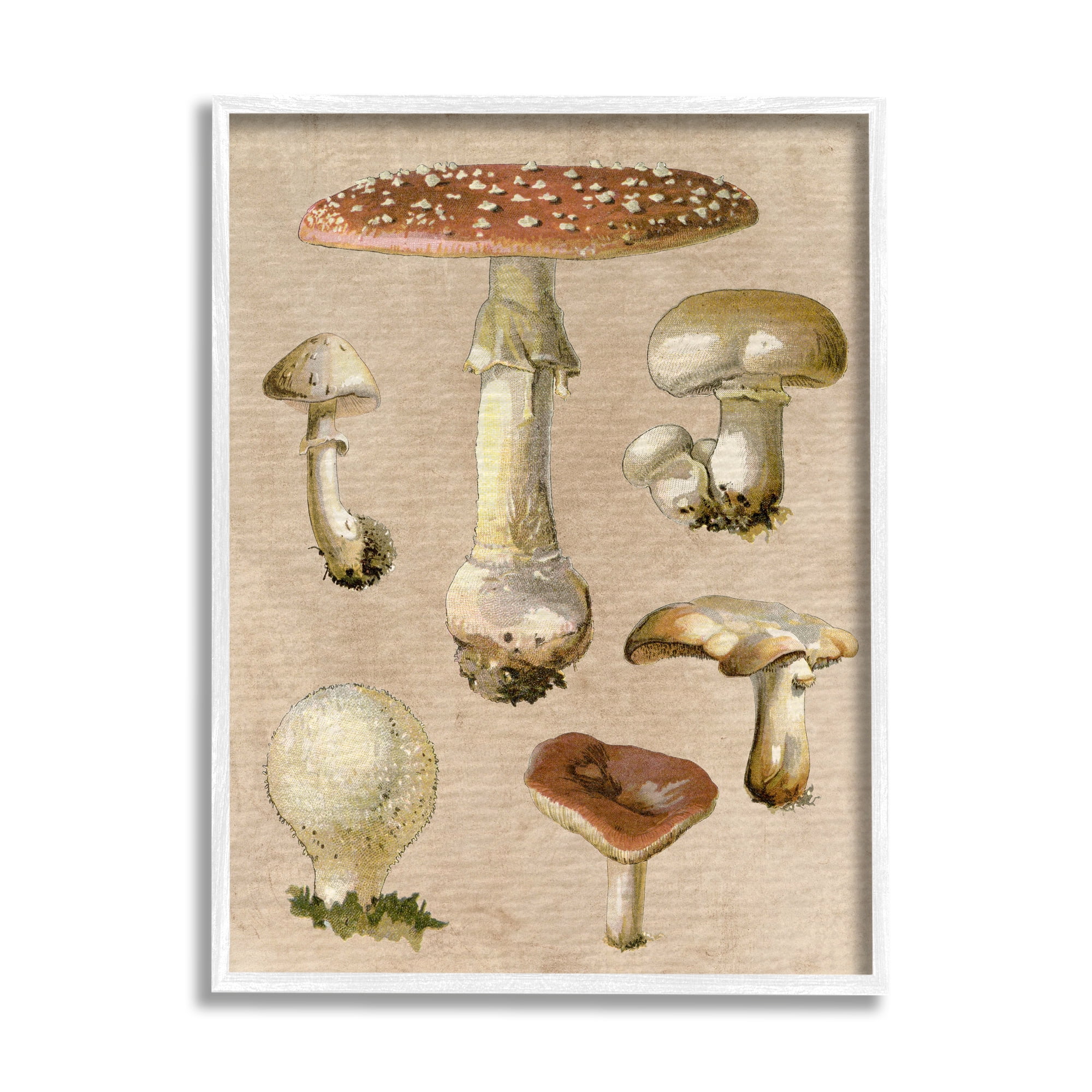 Stupell Industries Vintage Neutral Mushrooms Botanical & Floral Painting White Framed Art Print Wall Art, 16 x 20