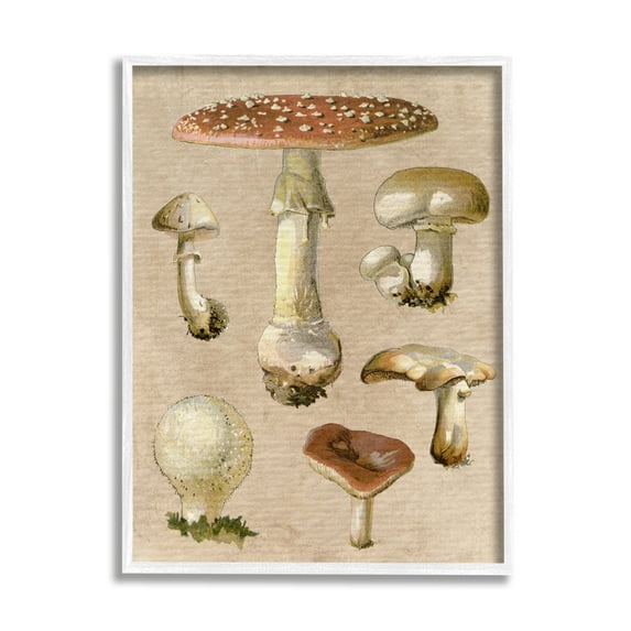 Stupell Industries Vintage Neutral Mushrooms Botanical & Floral Painting White Framed Art Print Wall Art, 16 x 20