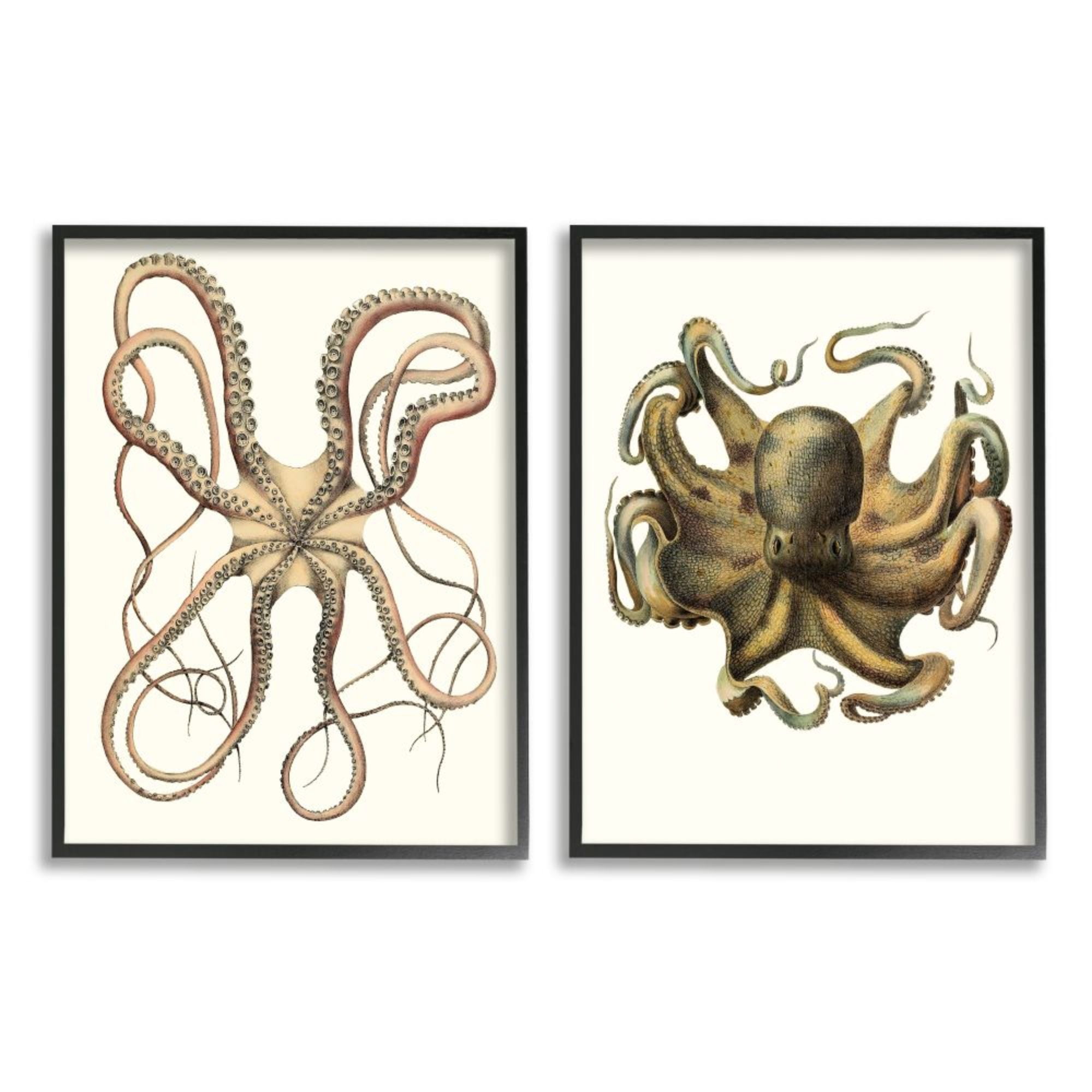 Stupell Industries Vintage Octopus Illustration Curved Tentacles Design by Unknown Artist