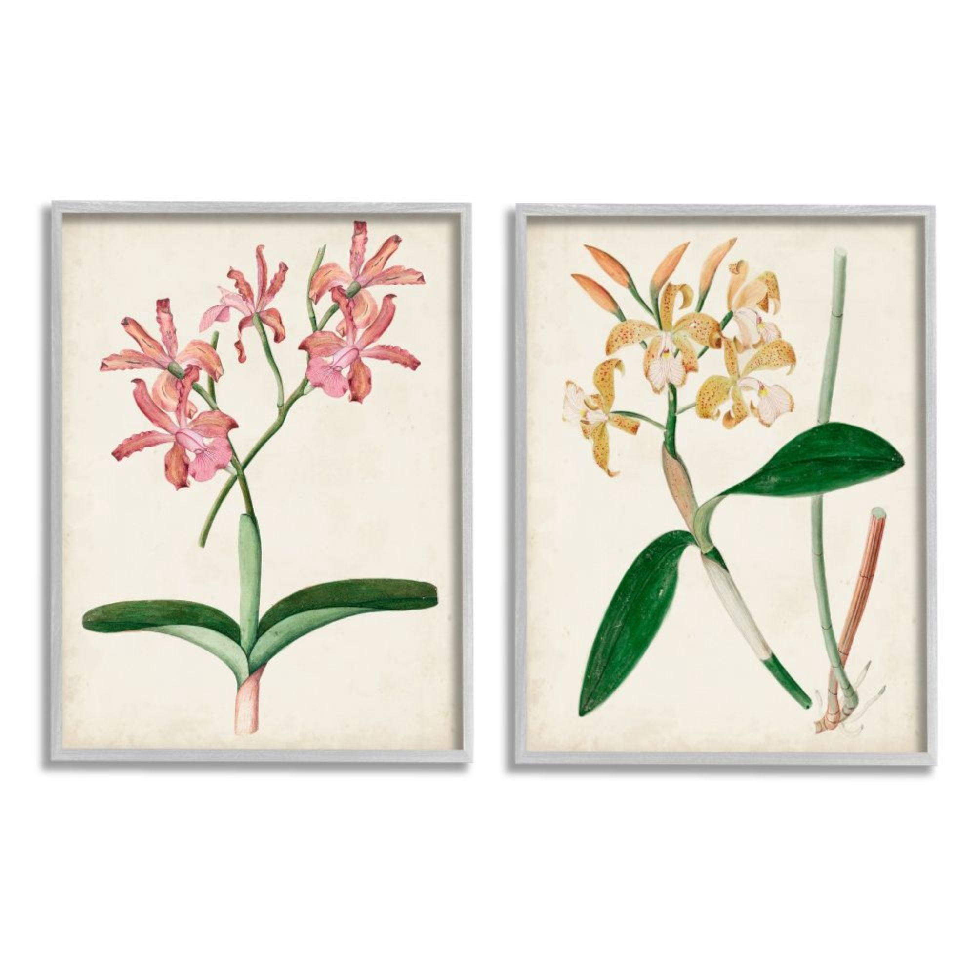 Stupell Industries Vintage Orchid Illustration Pink Yellow Florals Design by Unknown Artist