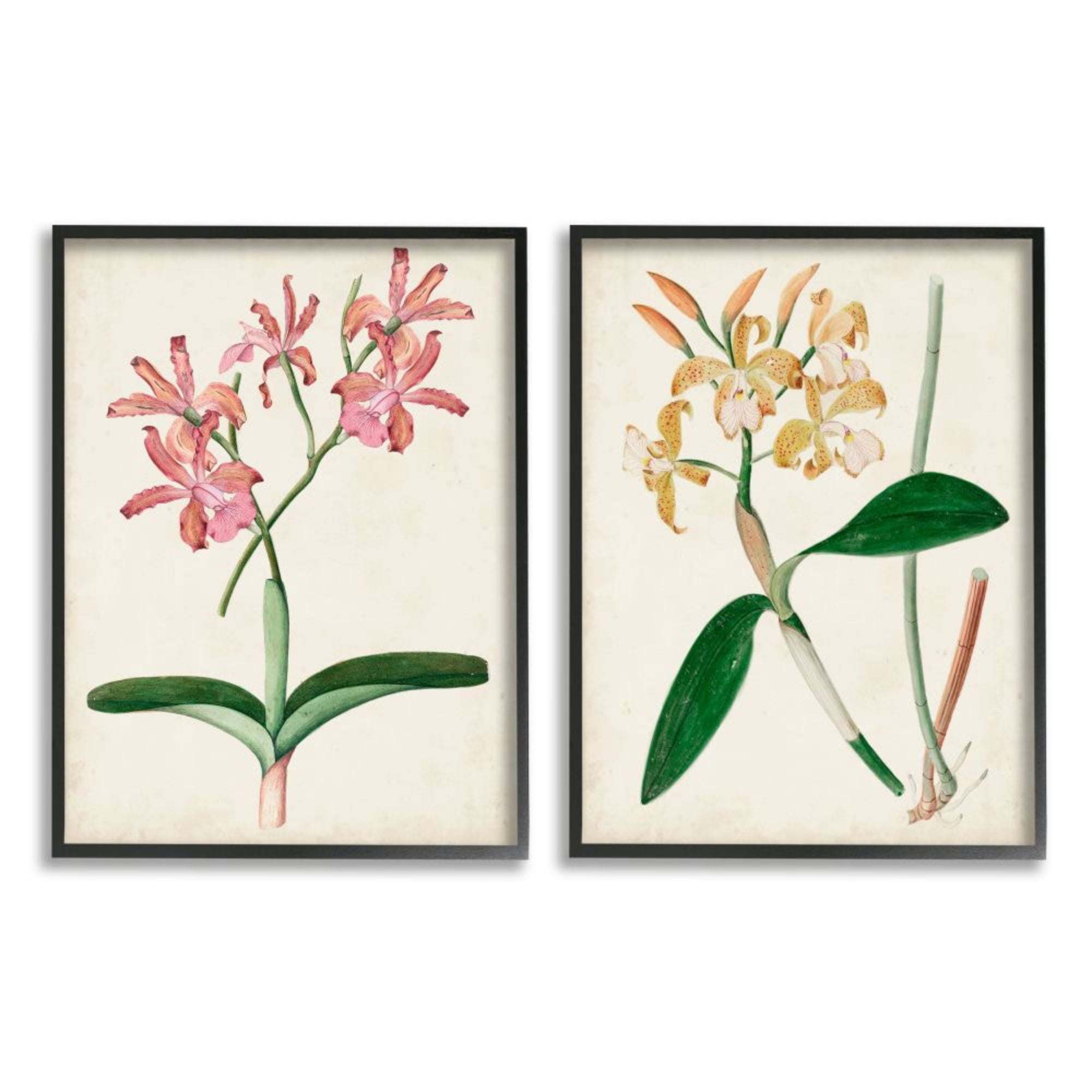 Stupell Industries Vintage Orchid Illustration Pink Yellow Florals Design by Unknown Artist