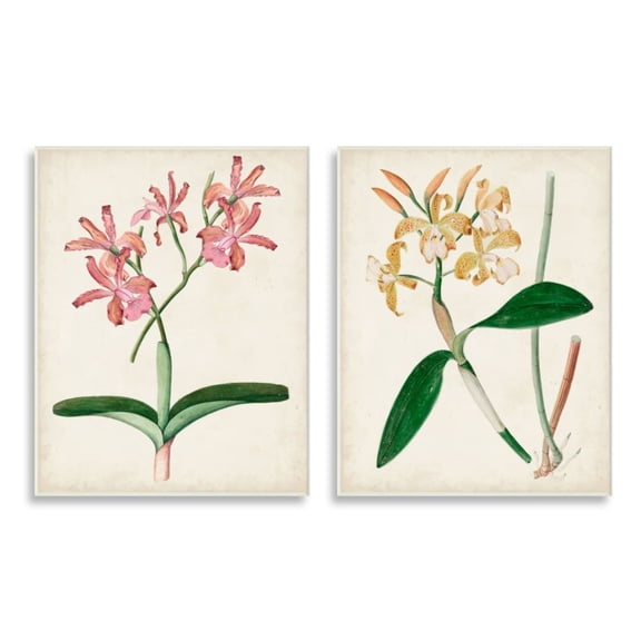 Stupell Industries Vintage Orchid Illustration Pink Yellow Florals Design by Unknown Artist