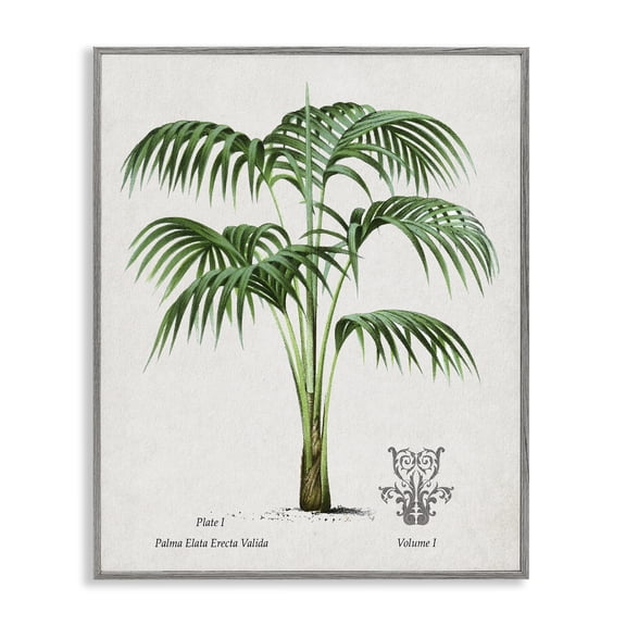 Stupell Industries Vintage Palm Illustration Gray Framed Giclee Art design by Val Rhodes, 20 x 16