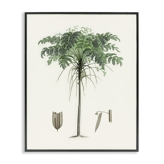 Stupell Industries Vintage Palm Tree Study Black Framed Giclee Art design by CAD, 30 x 24