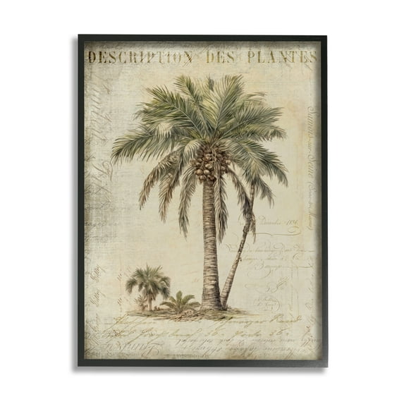 Stupell Industries Vintage Palm Tree Study Botanical & Floral Painting Black Framed Art Print Wall Art, 11 x 14