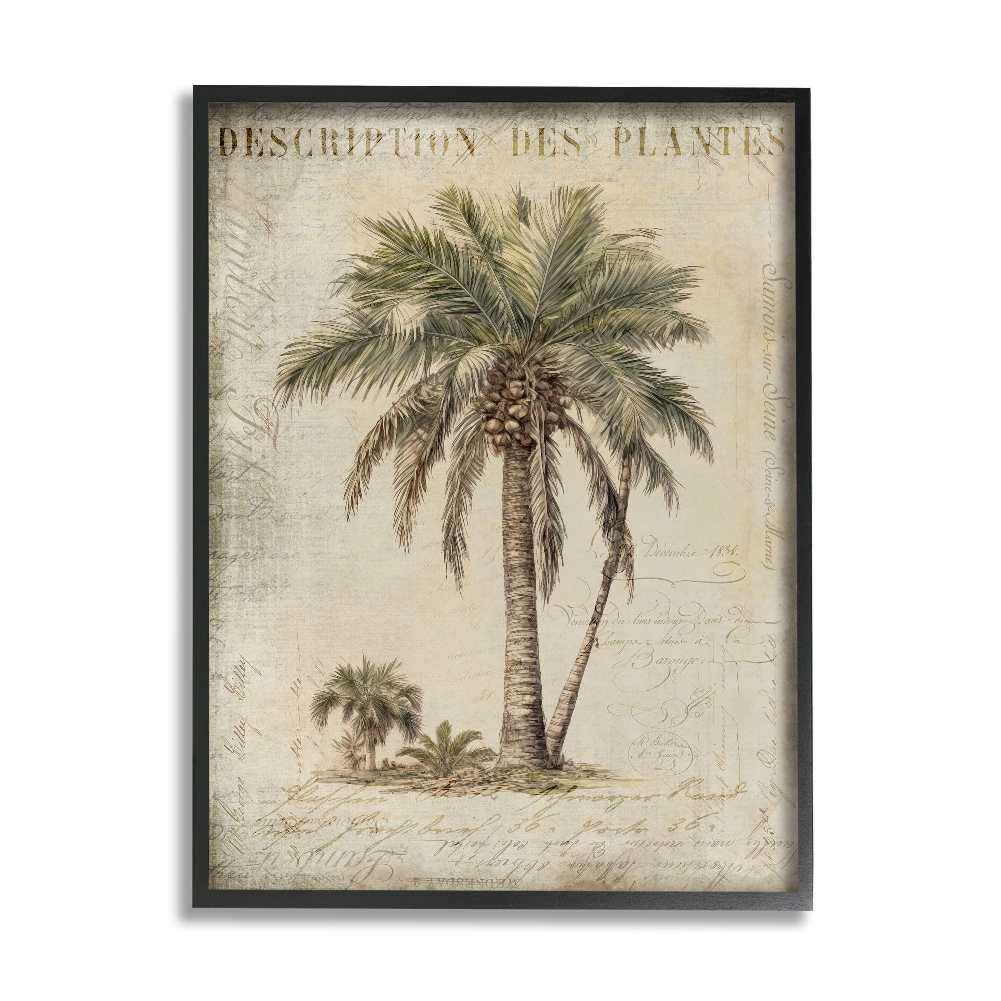 Stupell Industries Vintage Palm Tree Study Botanical & Floral Painting Black Framed Art Print Wall Art, 24 x 30