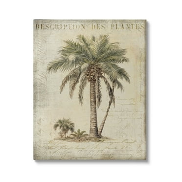 Stupell Industries Vintage Palm Tree Study Botanical & Floral Painting Gallery Wrapped Canvas Art Print Wall Art, 16 x 20