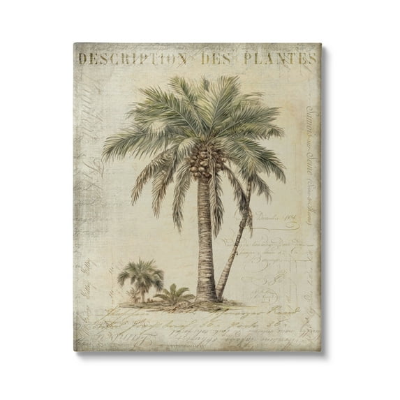 Stupell Industries Vintage Palm Tree Study Botanical & Floral Painting Gallery Wrapped Canvas Art Print Wall Art, 24 x 30