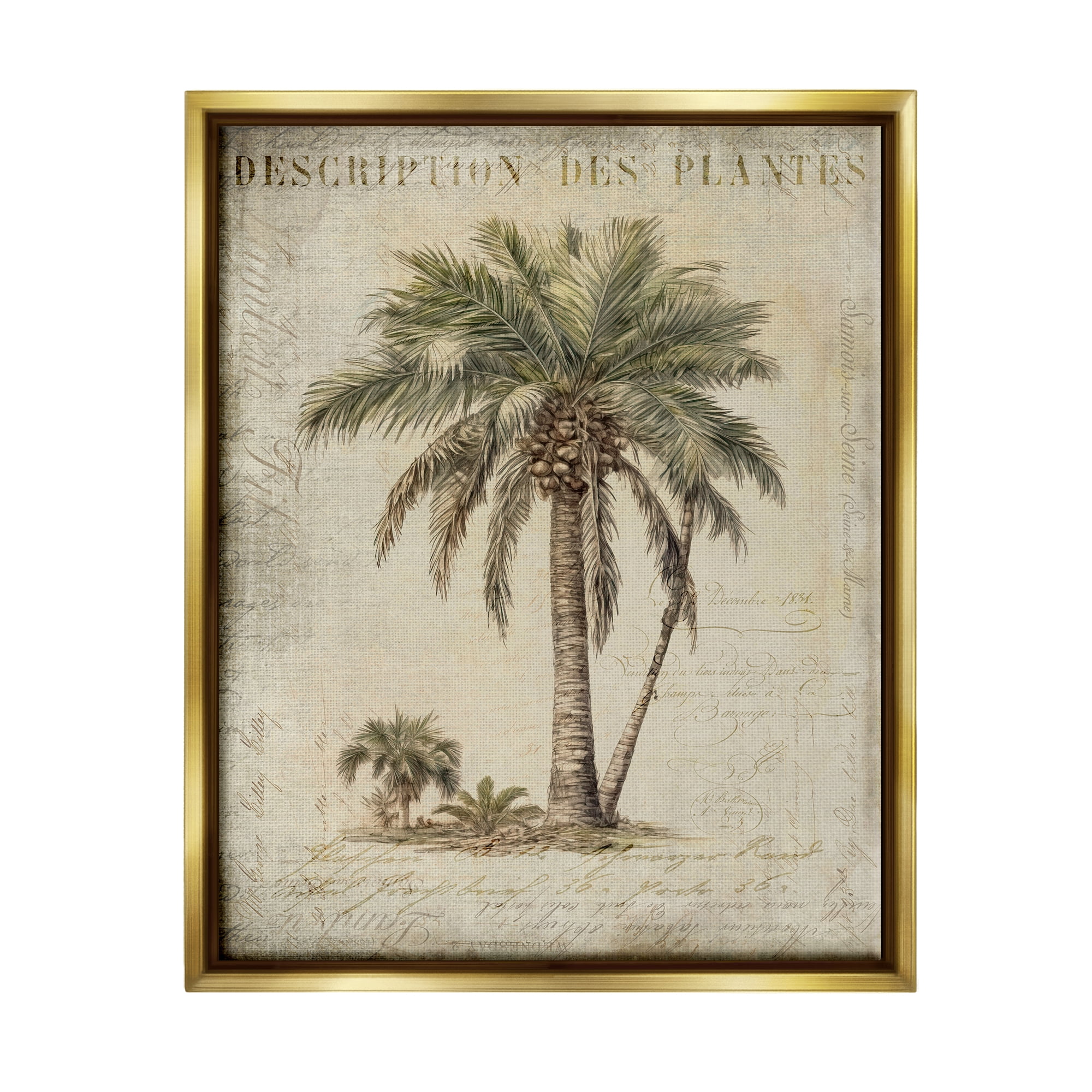 Stupell Industries Vintage Palm Tree Study Botanical & Floral Painting Gold Floater Framed Canvas Art Print Wall Art, 25 x 31