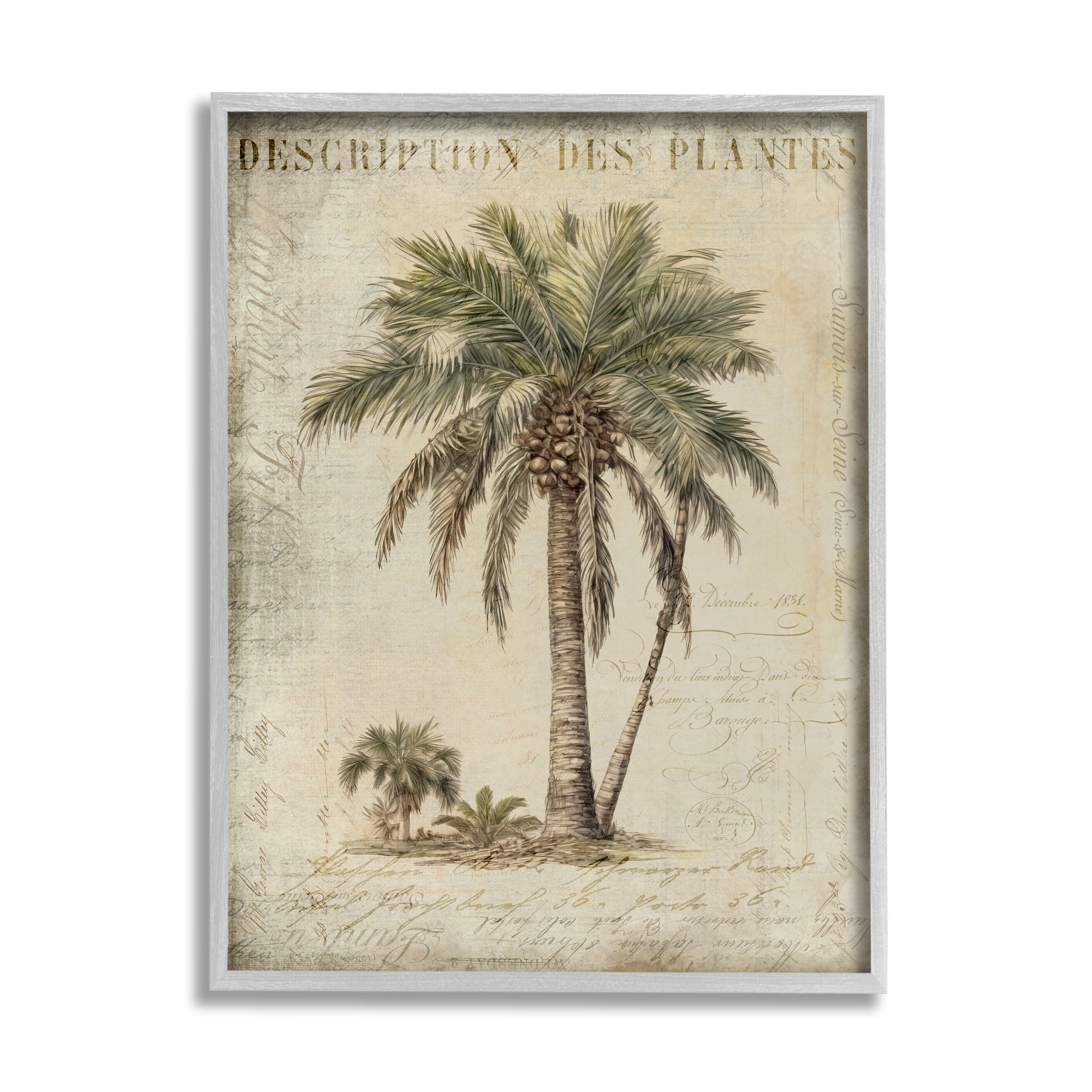 Stupell Industries Vintage Palm Tree Study Botanical & Floral Painting Gray Framed Art Print Wall Art, 16 x 20