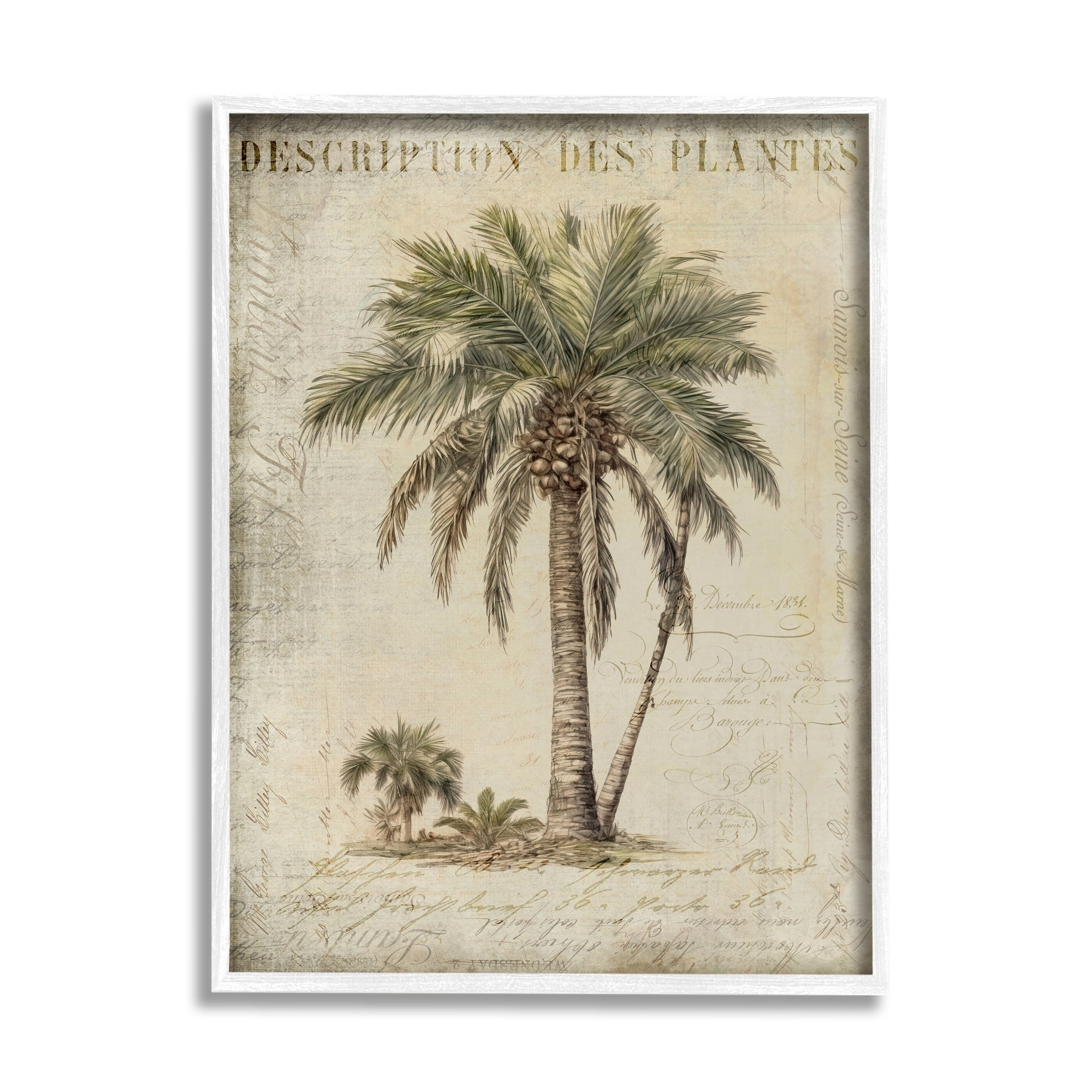 Vintage Palm Tree Study Botanical Canvas Print with White Frame, 16 x 20