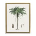thumbnail image 1 of Stupell Industries Vintage Palm Tree Study Gold Framed Floater Canvas Wall Art design by CAD, 31 x 25, 1 of 9