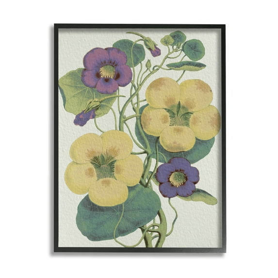 Stupell Industries Vintage Pansies Purple Yellow Petals Garden Study Botanical & Floral Painting Black Framed Art Print Wall Art, 24 x 30