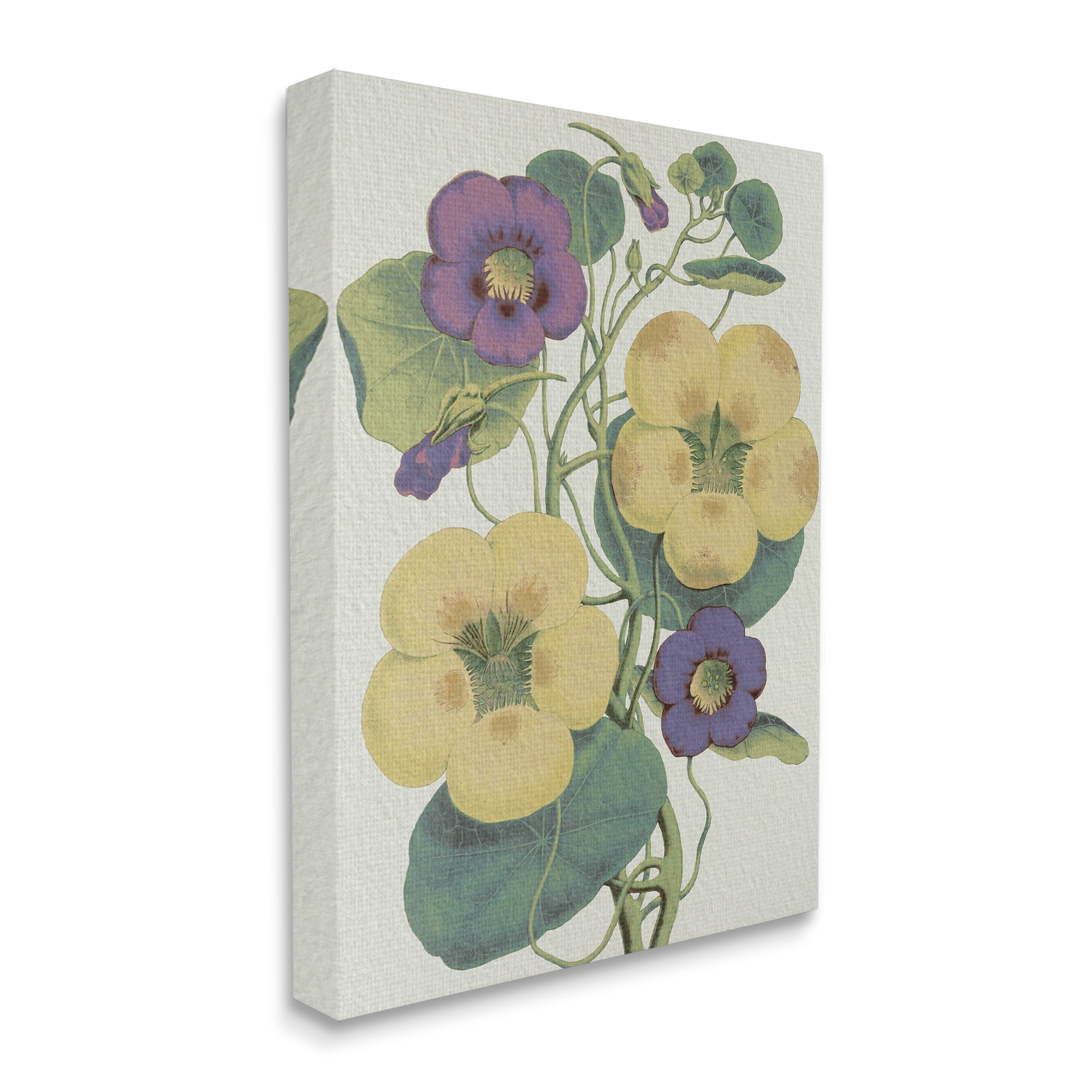 Stupell Industries Vintage Pansies Purple Yellow Petals Garden Study Botanical & Floral Painting Gallery Wrapped Canvas Art Print Wall Art, 30 x 40