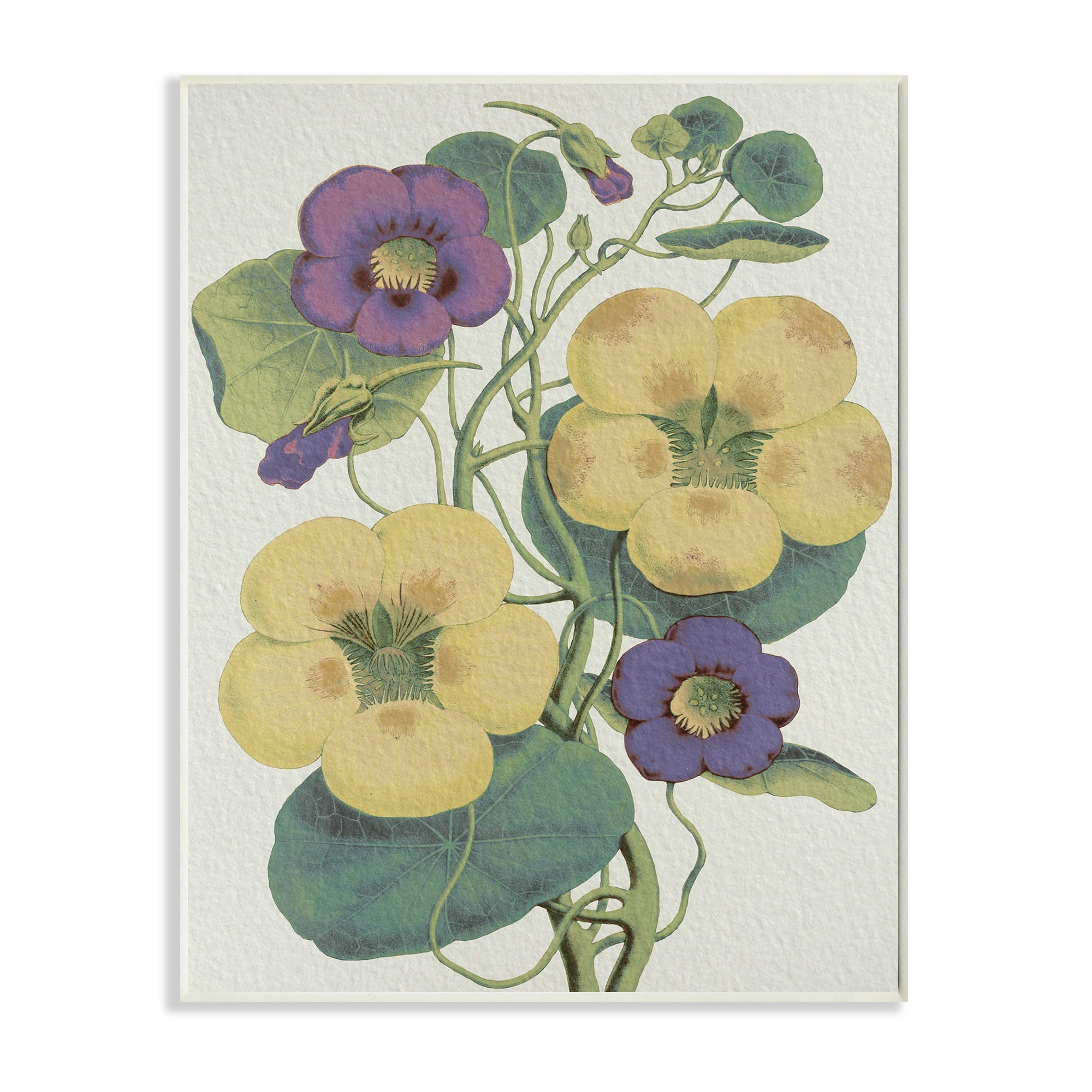 Stupell Industries Vintage Pansies Purple Yellow Petals Garden Study Botanical & Floral Painting Unframed Art Print Wall Art, 10 x 15