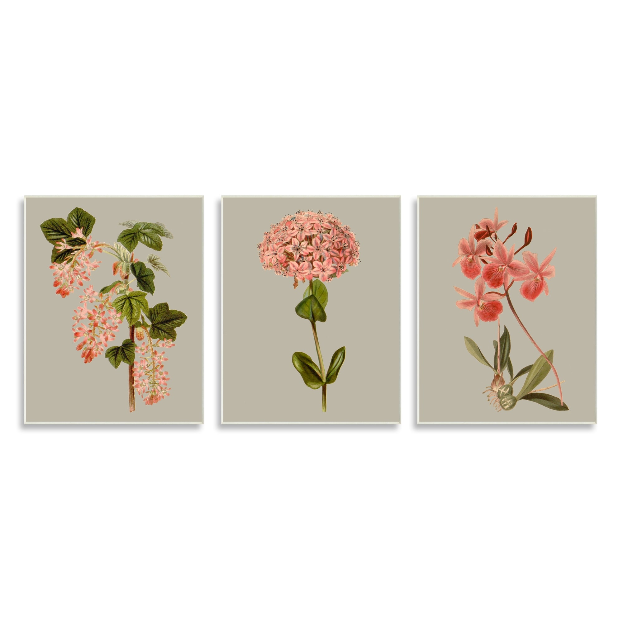 Stupell Industries Vintage Pink Floral Clusters Spring Lilac Illustrations, 10 x 15,Design by Vision Studio