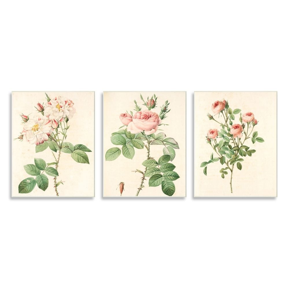 Stupell Industries Vintage Pink Rose Illustrations with Floral Stem Detail Designed by Ziwei Li