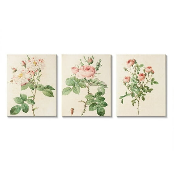 Stupell Industries Vintage Pink Rose Illustrations with Floral Stem Detail Designed by Ziwei Li