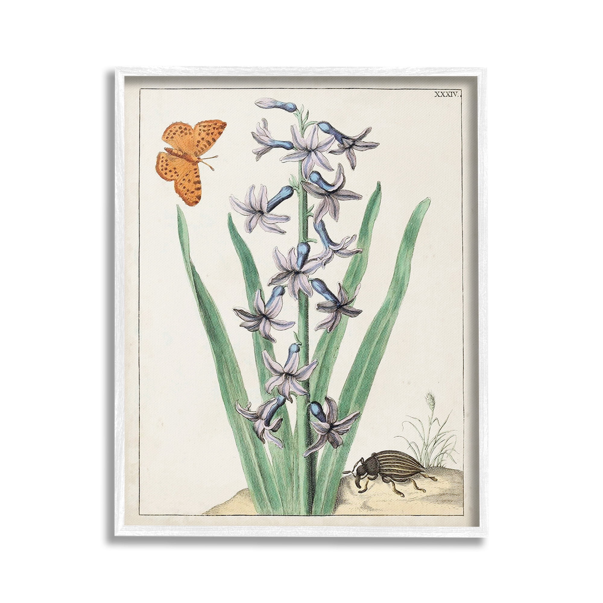 Stupell Industries Vintage Plant & Beetle Botanical & Floral Painting White Framed Art Print Wall Art, 16 x 20