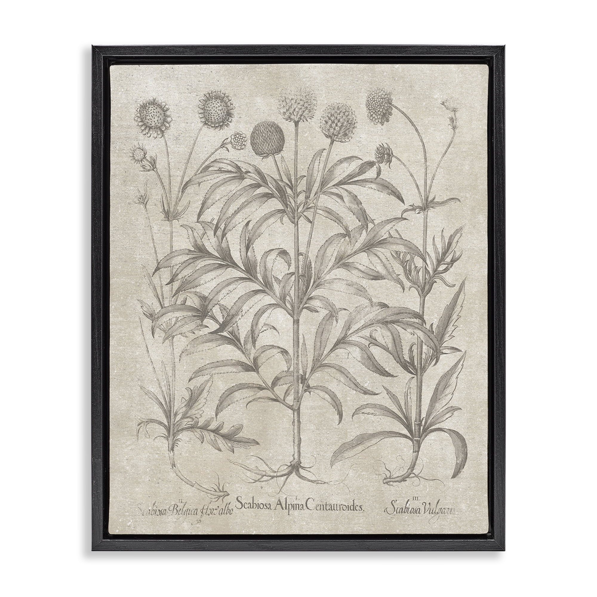 Stupell Industries Vintage Plant Life Botanical & Floral Painting Black Floater Framed Art Print Wall Art, 25 x 31