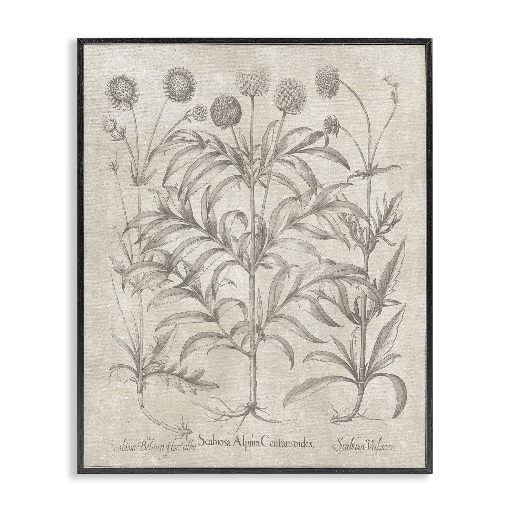 Stupell Industries Vintage Plant Life Botanical & Floral Painting Black Framed Art Print Wall Art, 24 x 30