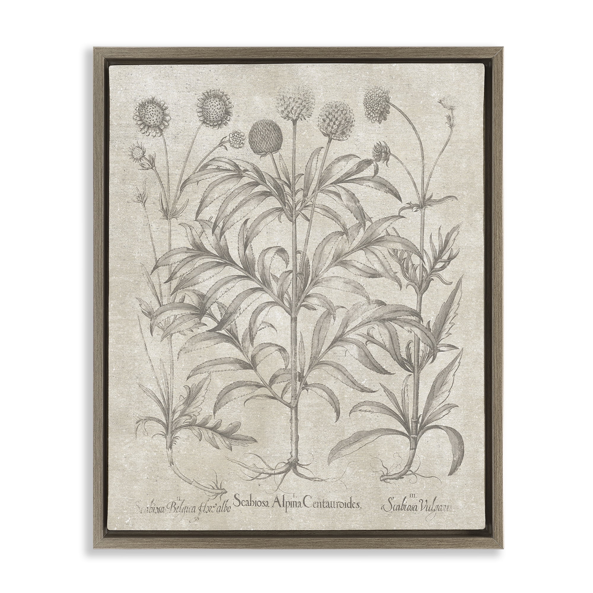Stupell Industries Vintage Plant Life Botanical & Floral Painting Brown Floater Framed Art Print Wall Art, 25 x 31