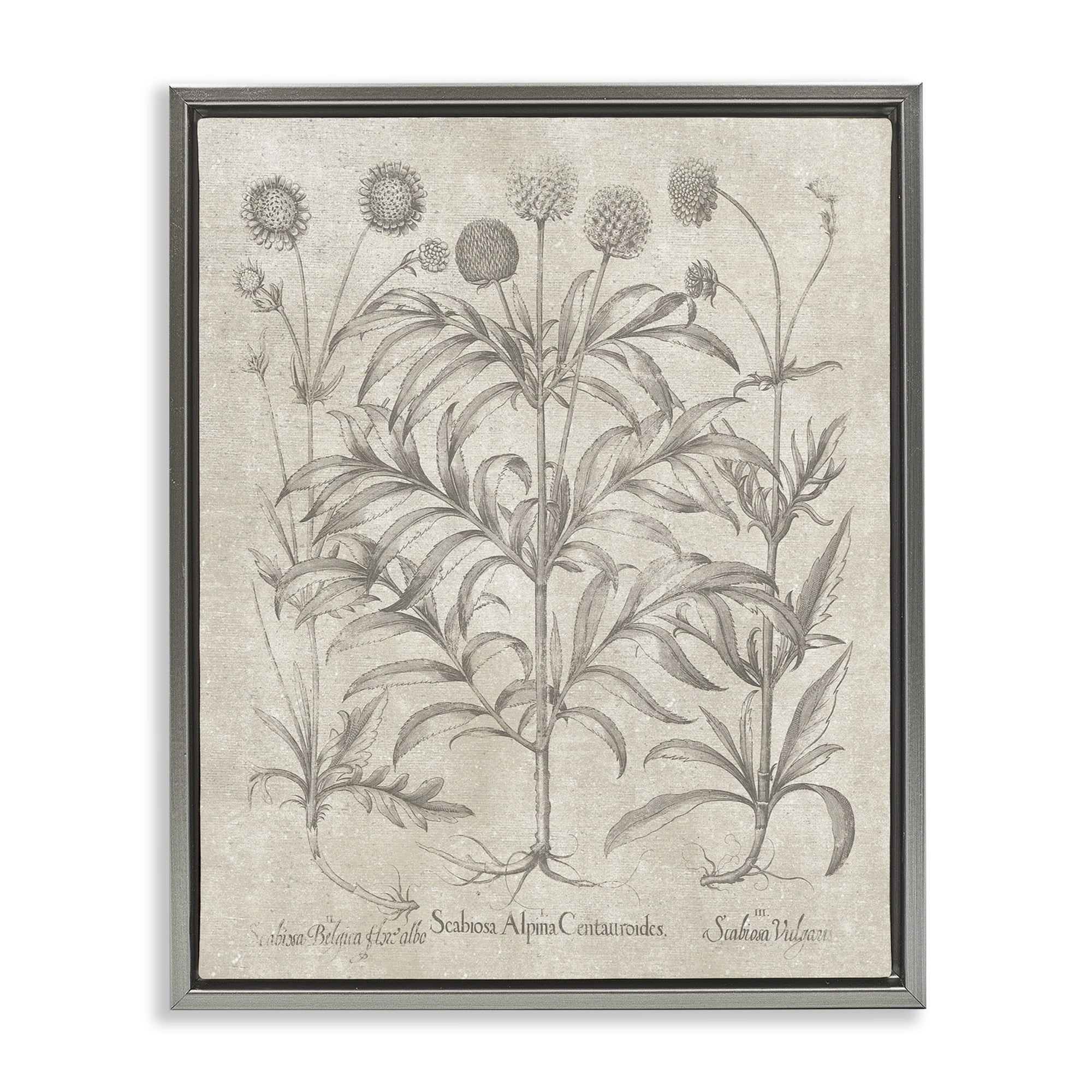 Vintage Botanical Plant Life Gray Framed Canvas Print, 17 x 21