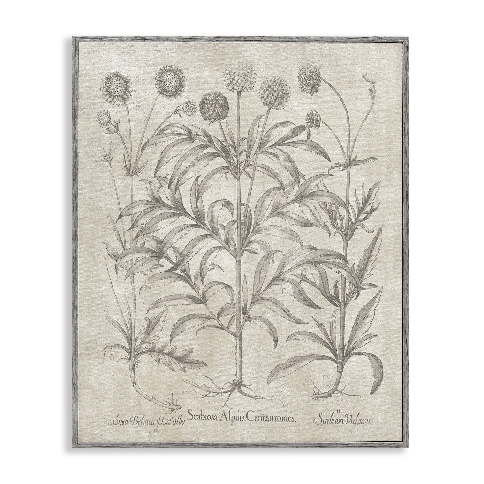 Stupell Industries Vintage Plant Life Botanical & Floral Painting Gray Framed Art Print Wall Art, 24 x 30