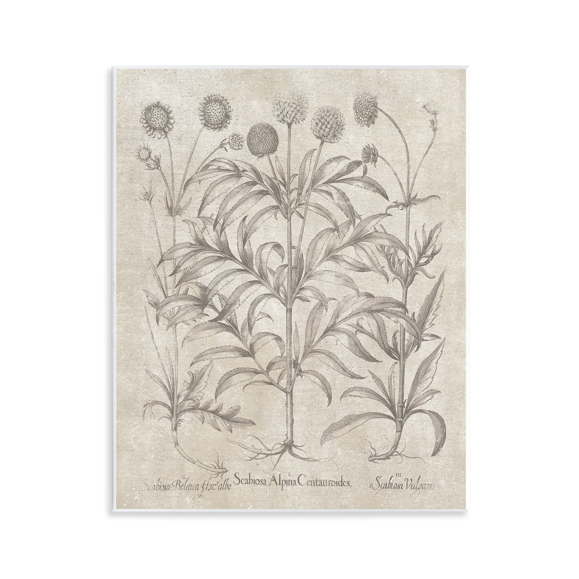 Stupell Industries Vintage Plant Life Botanical & Floral Painting Unframed Art Print Wall Art, 11 x 14